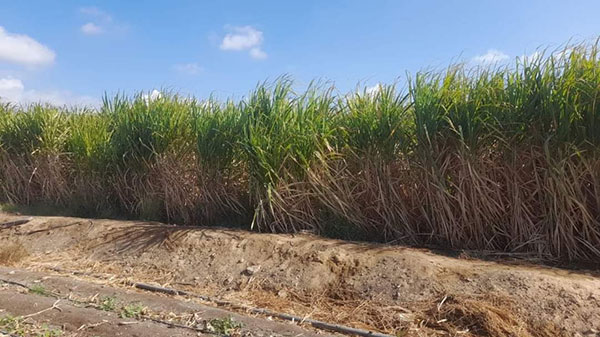 التحول للري الحديث في مزارع قصب السكر أكثر المحاصيل الشرهة لاستهلاك المياه