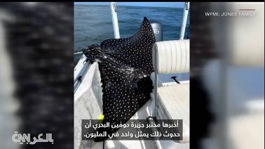 سمكة شعاع نسر