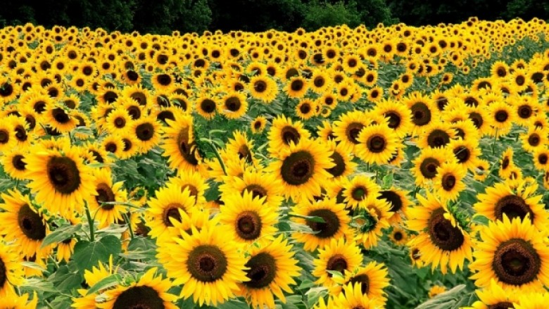 الذرة الشامية