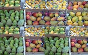أسعار وأنواع المانجو