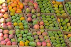 أسعار المانجو 