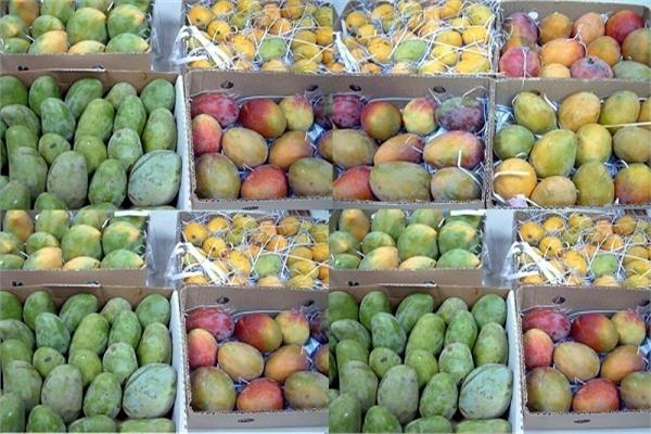 أسعار المانجو