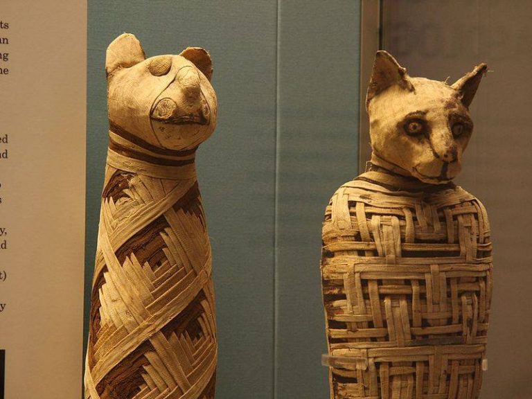 تحنيط الحيوانات عند القدماء المصريين