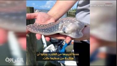 صغار سمكة شعاع نسر