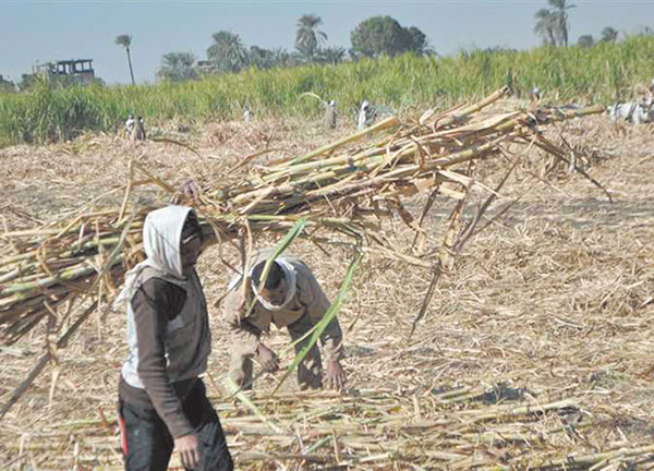 دعم الدولة لمزارعى قصب السكر.. يعزز زيادة الإنتاج
