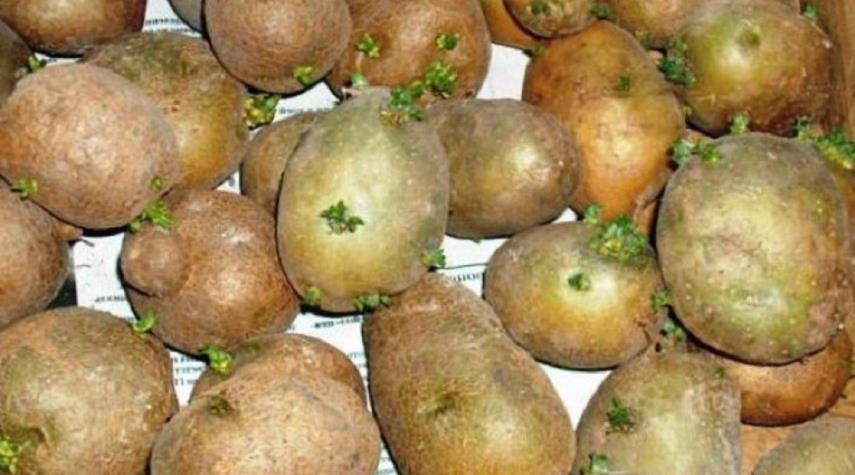 البطاطس الخضراء