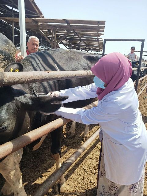 بيطري الشرقية يفحص 5546 رأس ماشية ضد البروسيلا والسل البقري