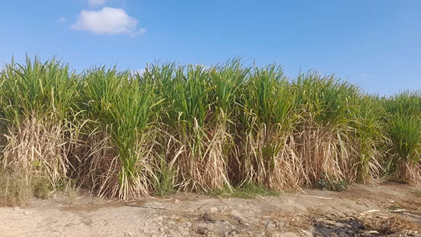 التحول للري الحديث في مزارع قصب السكر أكثر المحاصيل الشرهة لاستهلاك المياه
