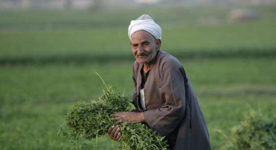 عيد الفلاح 