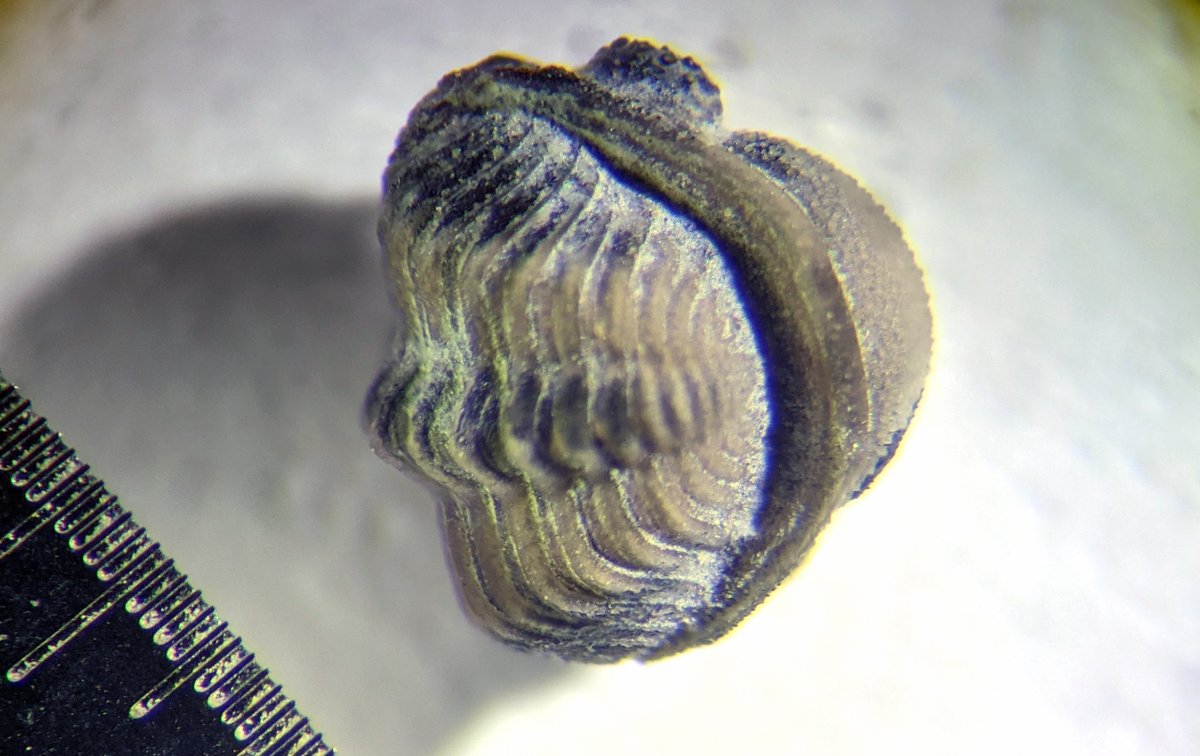 اغرب عين في التاريخ