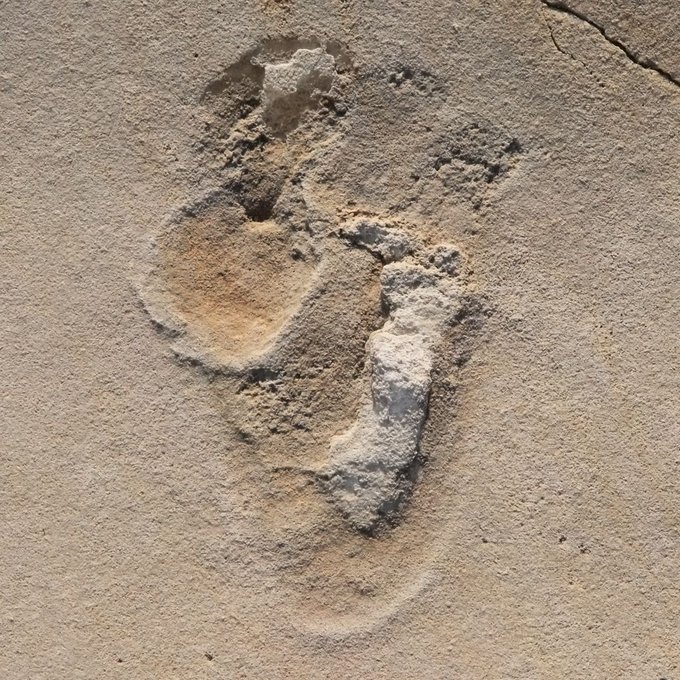 اكتشاف أقدم آثار أقدام لما قبل البشرية عمرها 6 ملايين عام