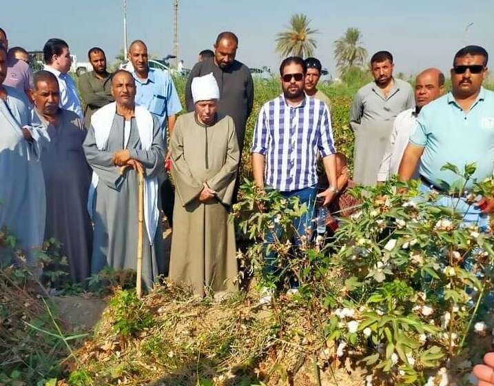 جنى القطن في الفيوم
