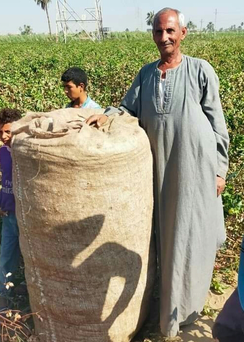 جنى القطن في الفيوم