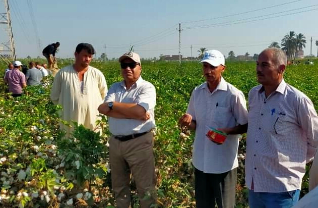 جنى القطن في الفيوم
