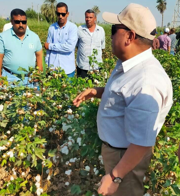 جنى القطن في الفيوم