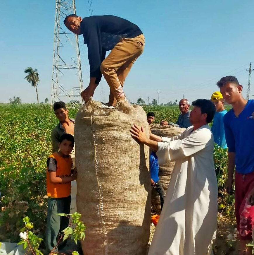 حصاد القطن الفيوم 