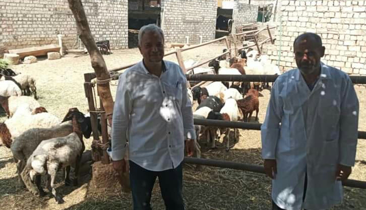 اللجان البيطرية