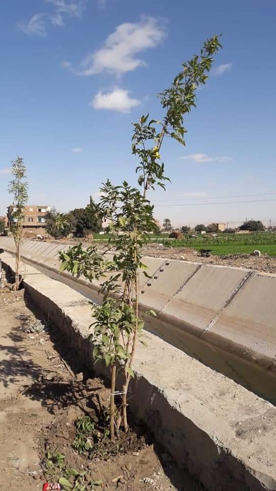 محلية أخميم تواصل أعمال زراعة الأشجار بقرية نيدة