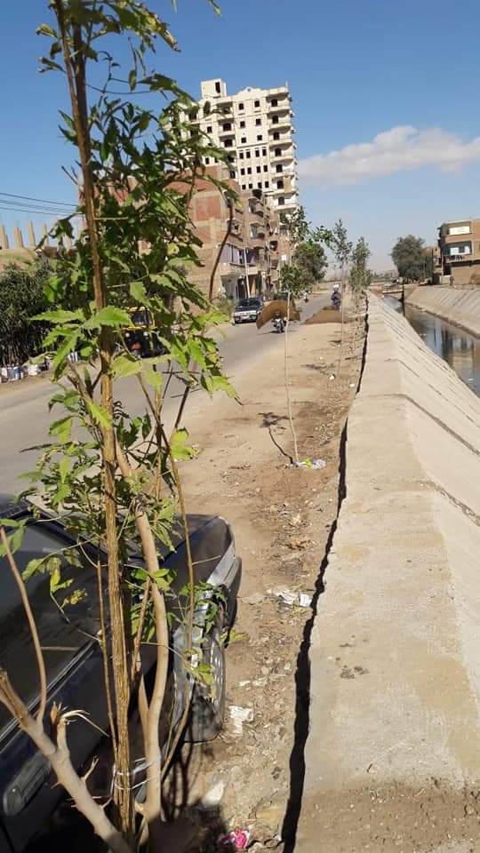 محلية أخميم تواصل أعمال زراعة الأشجار بقرية نيدة