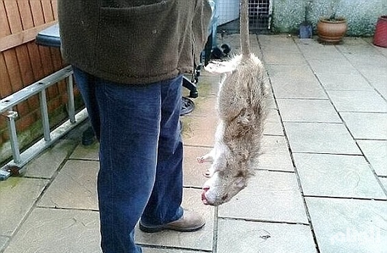 فئران ضخمة تقتحم مدينة بريطانية