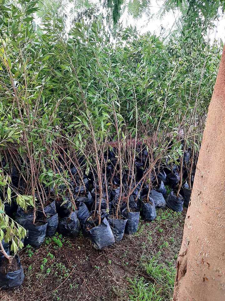 بمبادرة " أحلى وهي خضرة " .. زراعة 1375 شجرة بحي غرب سوهاج