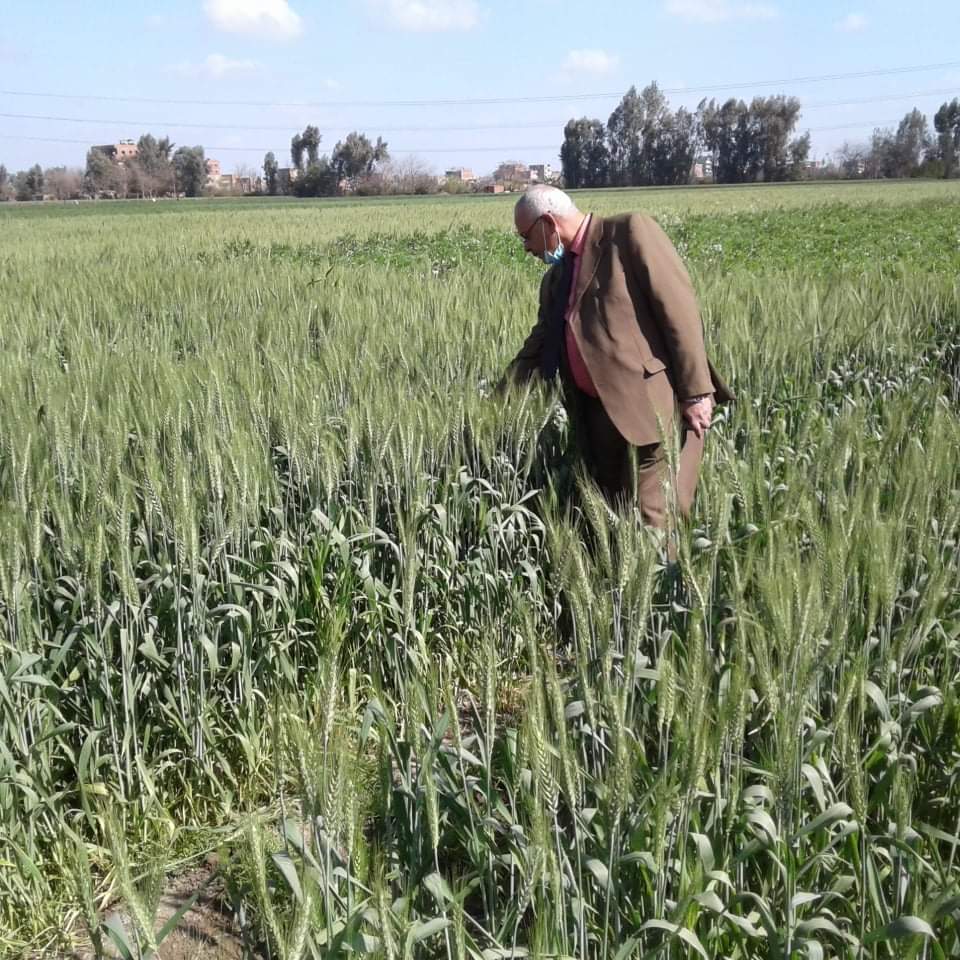 المنوفية: زراعة 126 ألف فدان قمح وتوزيع 20 ألف طن أسمدة