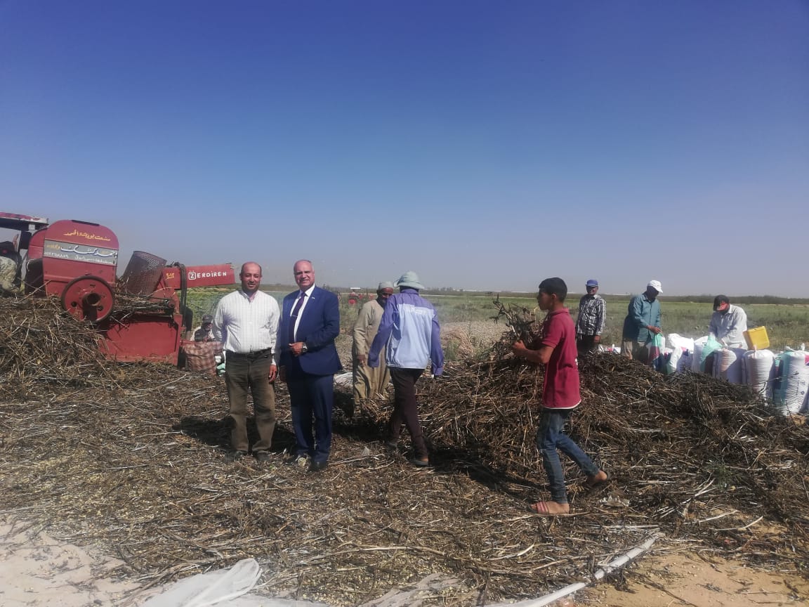 نائب رئيس جامعة السادات يتفقد مزرعة الجامعة ويشهد أعمال الحصاد