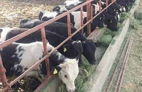 المشروع القومي للبتلو 