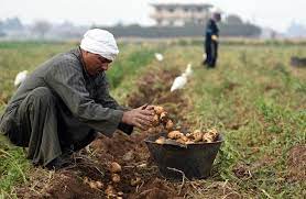 عيد الفلاح 