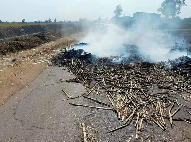 حرق قش الأرز