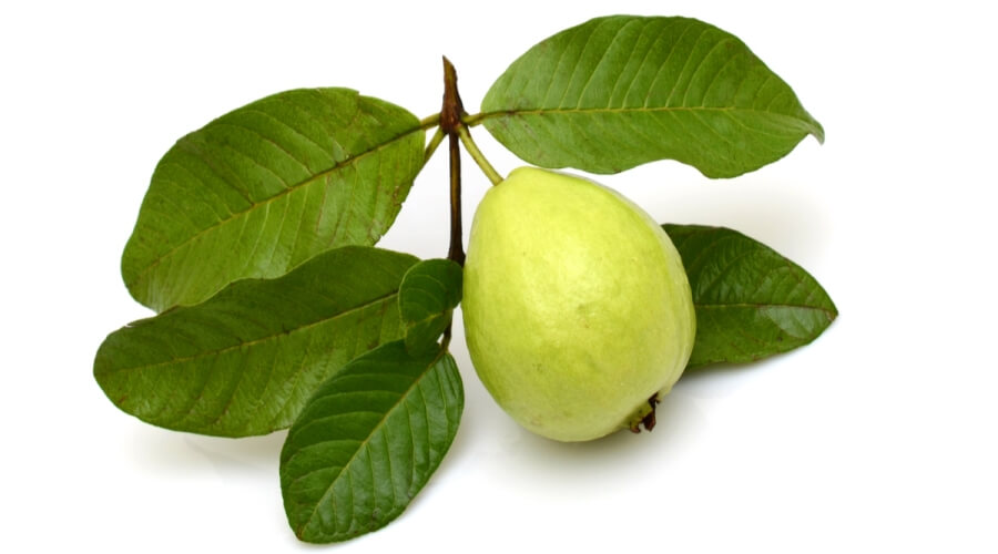 أوراق الجوافة